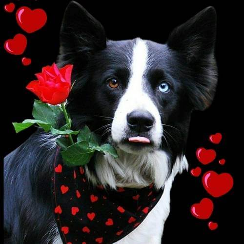 Valentine dog bandanas